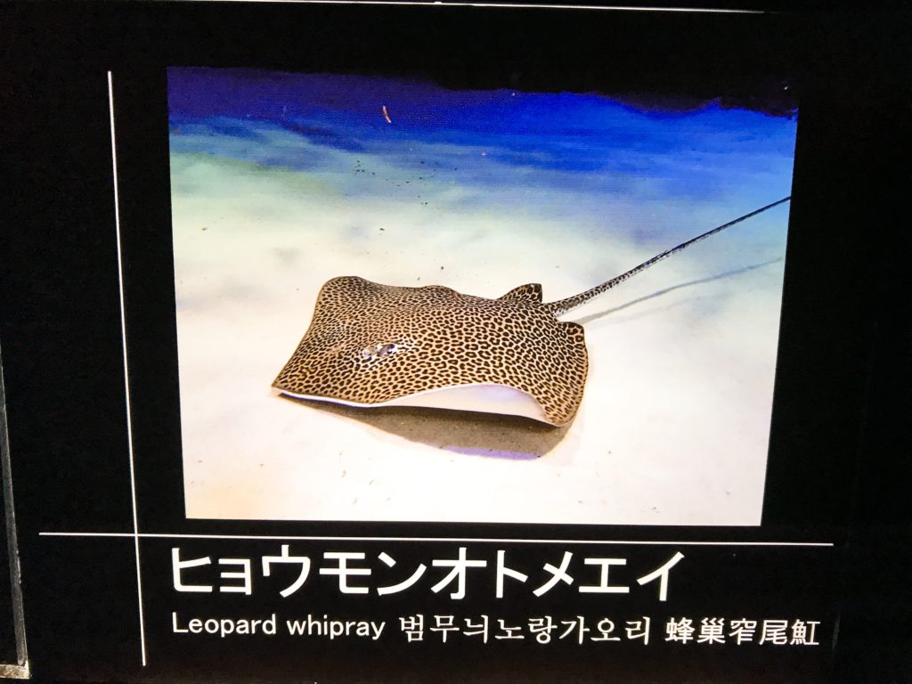 【渦中の？】サンシャイン水族館に行って来た – 愛 love fish！